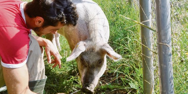 Thomas Steiner nimmt eine Probe. Beim Thema Influenza gibt es noch grosse Wissenslücken, die es zu schliessen gilt.