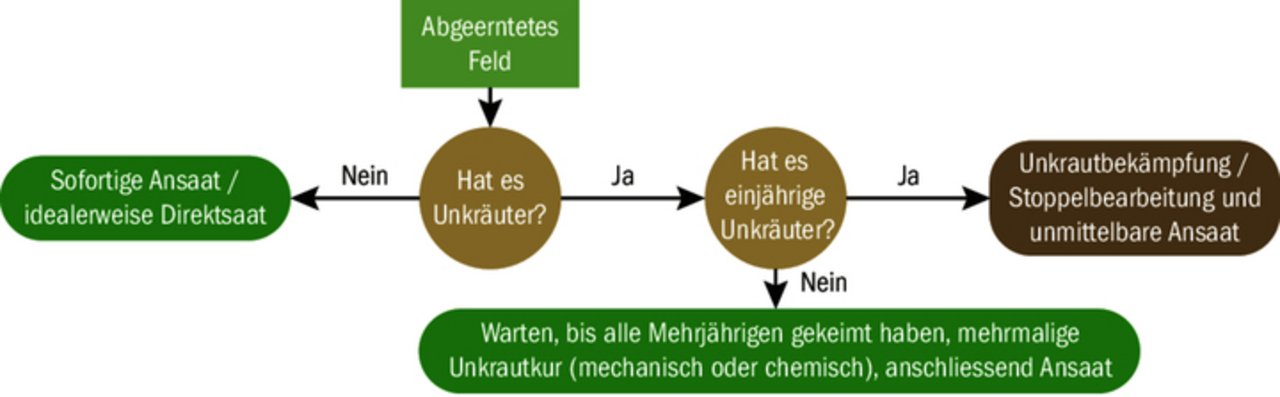 Die Entscheidungshilfe zeigt, wie je nach Art der auftretenden Unkräuter für die GD-Saat vorgegangen werden kann.