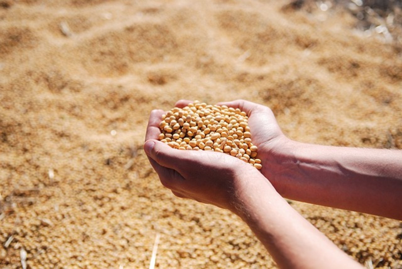 Die Produktion von Saatgut bei Soja litt unter der Sommertrockenheit und die Erträge waren mittelmässig. (Symbolbild Pixabay) 