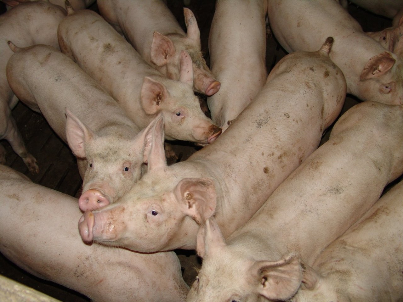 Die Schweinezucht gehört auf dem Inselstaat zu den grössten Industrien. (Bild Pxhere)