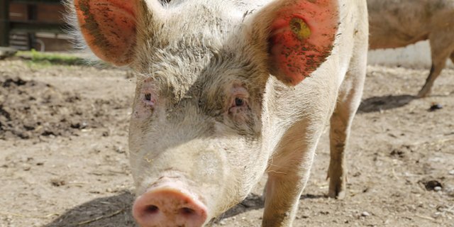 Die antibiotikafreie Schweineproduktion soll vorerst als Versuch weitergeführt werden, so Danish Crown. (Bild lid)