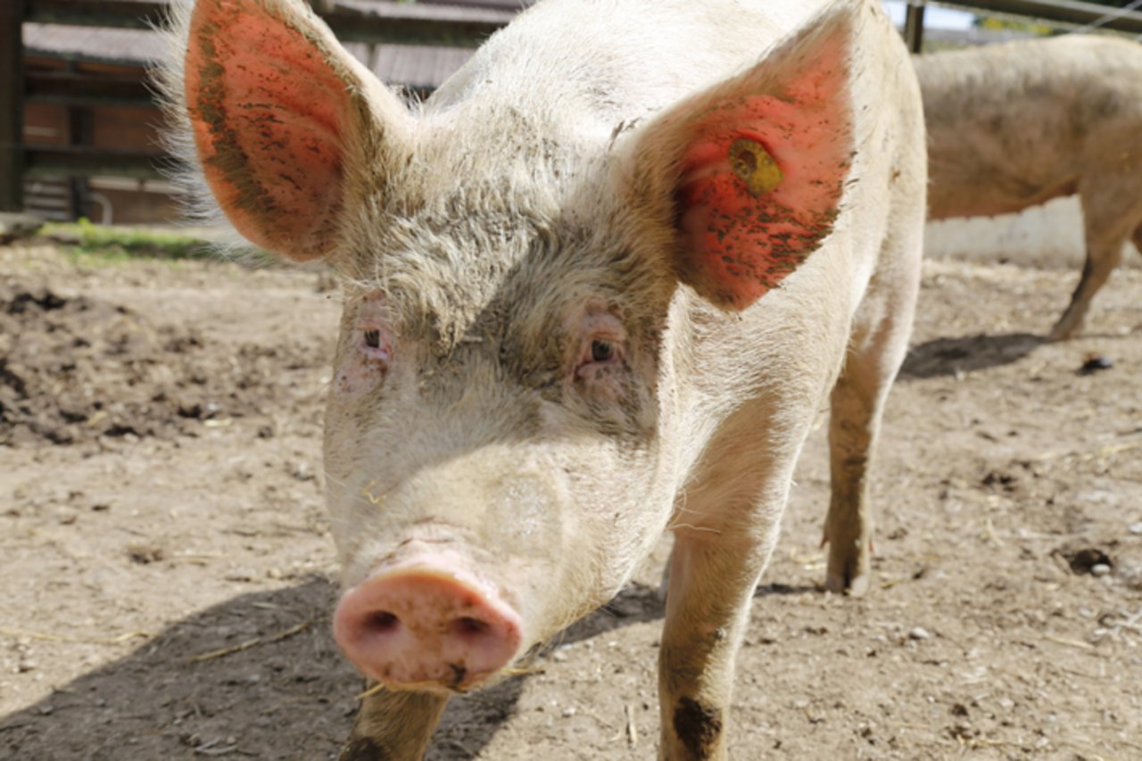 Die antibiotikafreie Schweineproduktion soll vorerst als Versuch weitergeführt werden, so Danish Crown. (Bild lid)
