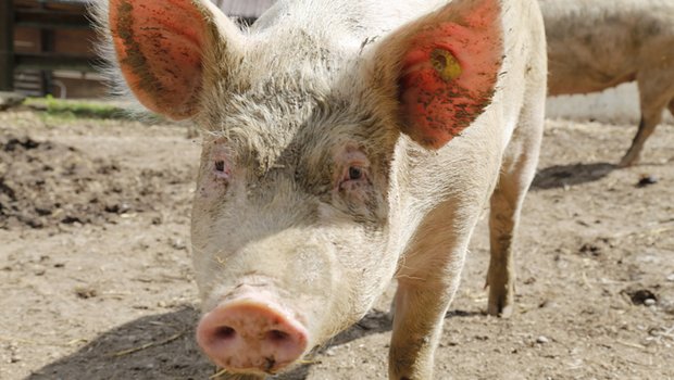 Die antibiotikafreie Schweineproduktion soll vorerst als Versuch weitergeführt werden, so Danish Crown. (Bild lid)