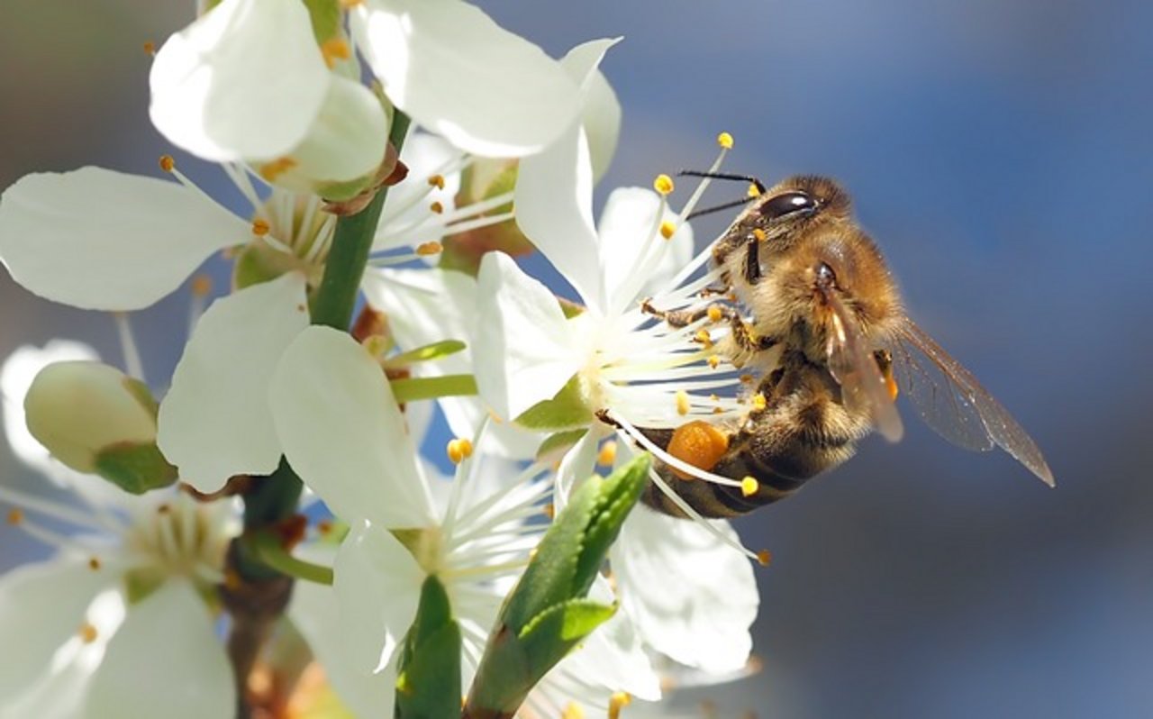 Neu widmet sich eine parlamentarische Gruppe dem Bienenschutz. (Bild Pixabay)