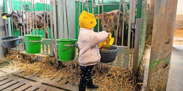 Alessia hilft beim Füttern der Kälber. Dank ihrer gut sichtbaren, gelben Mütze weiss ihre Mutter Manuela Fischer jeweils nach einem kurzen Blick gleich, wo sie ist.