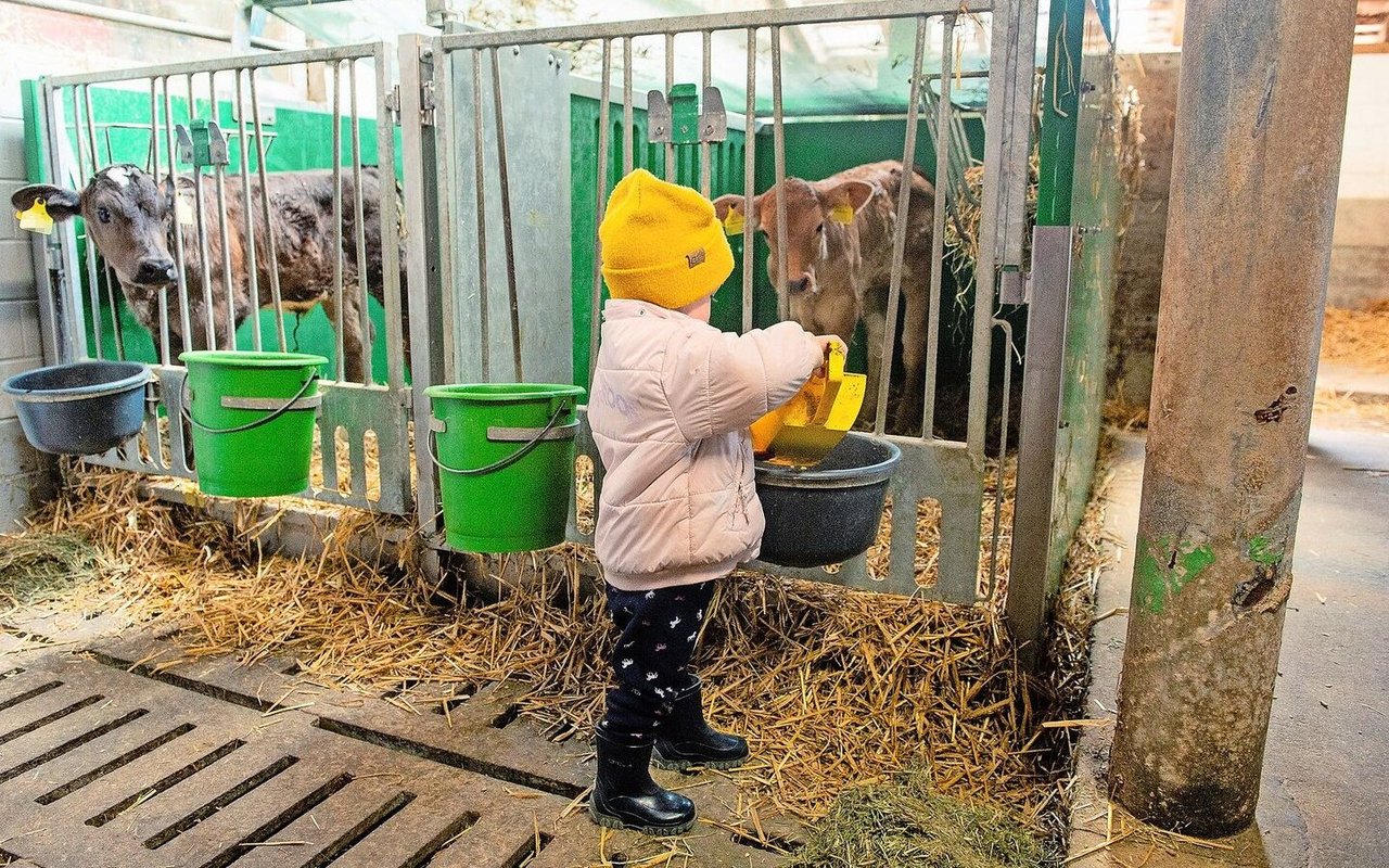 Alessia hilft beim Füttern der Kälber. Dank ihrer gut sichtbaren, gelben Mütze weiss ihre Mutter Manuela Fischer jeweils nach einem kurzen Blick gleich, wo sie ist.