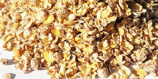 Zerquetschte blaue Lupinensamen sind eine mögliche Alternative zu Soja. (Bild Myriam Rothacher)