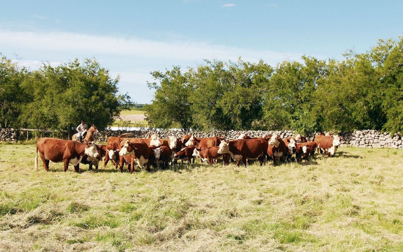 Züchter Joaquin Irvins Stolz: hier eine Gruppe prämierter Hereford-Mutterkühe. 