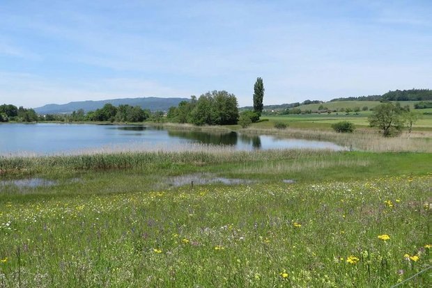 1'300 Hektaren Moorgebiete sollen wieder hergestellt werden – Zürcher Bauernverband ist einverstanden Moore und Riede müssen gepflegt werden – dies bietet auch weiterhin Einkommensmöglichkeiten für Landwirte. (Bild ALN Kanton Zürich)