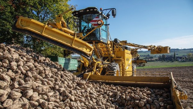 Eine riesige Erntemaschine für Zuckerrüben im Einsatz.