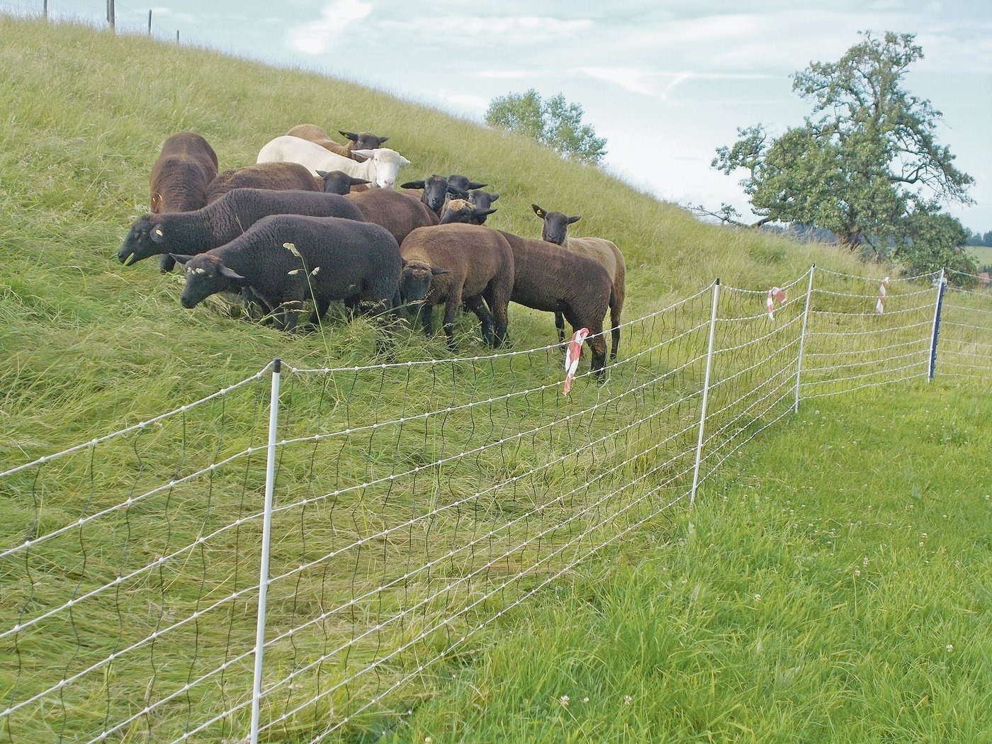 Elektrische Zäune können je nach Situation Nutztiere effizient gegen Angriffe von Wölfen schützen. (Bild Agridea)