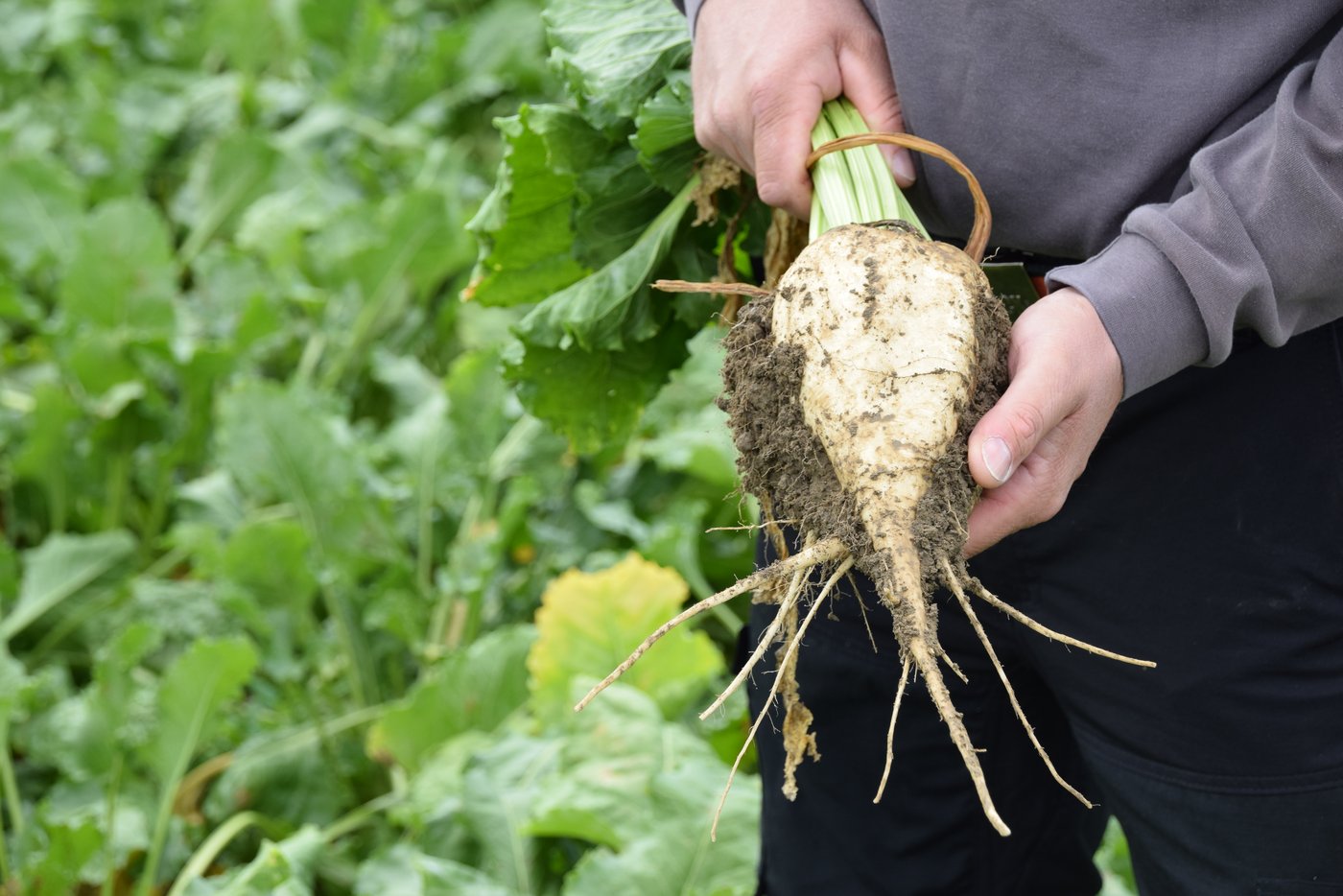 «Da sind schöne Rüben drunter», hiess es am FiBL-Flurgang. Und recht hatten sie. (Bild BauernZeitung/Sera J. Hostettler) 