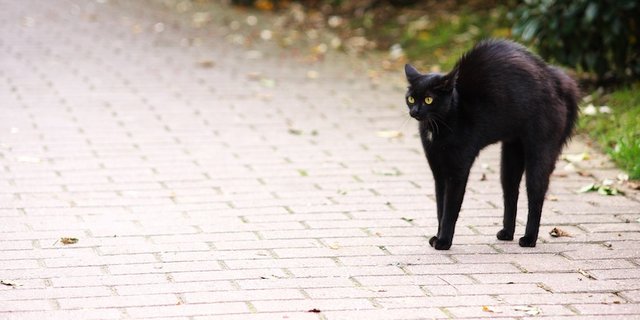 Eine schwarze Katze am Freitag dem 13. ist für viele Menschen so etwas wie der Supergau an Unglück. (Bild Pixabay)