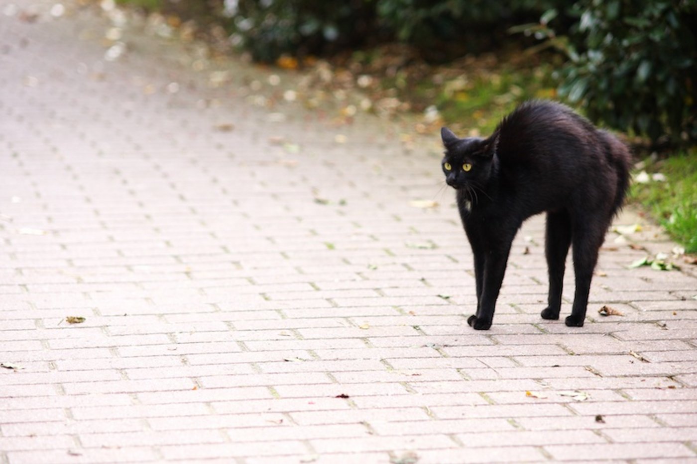 Eine schwarze Katze am Freitag dem 13. ist für viele Menschen so etwas wie der Supergau an Unglück. (Bild Pixabay)