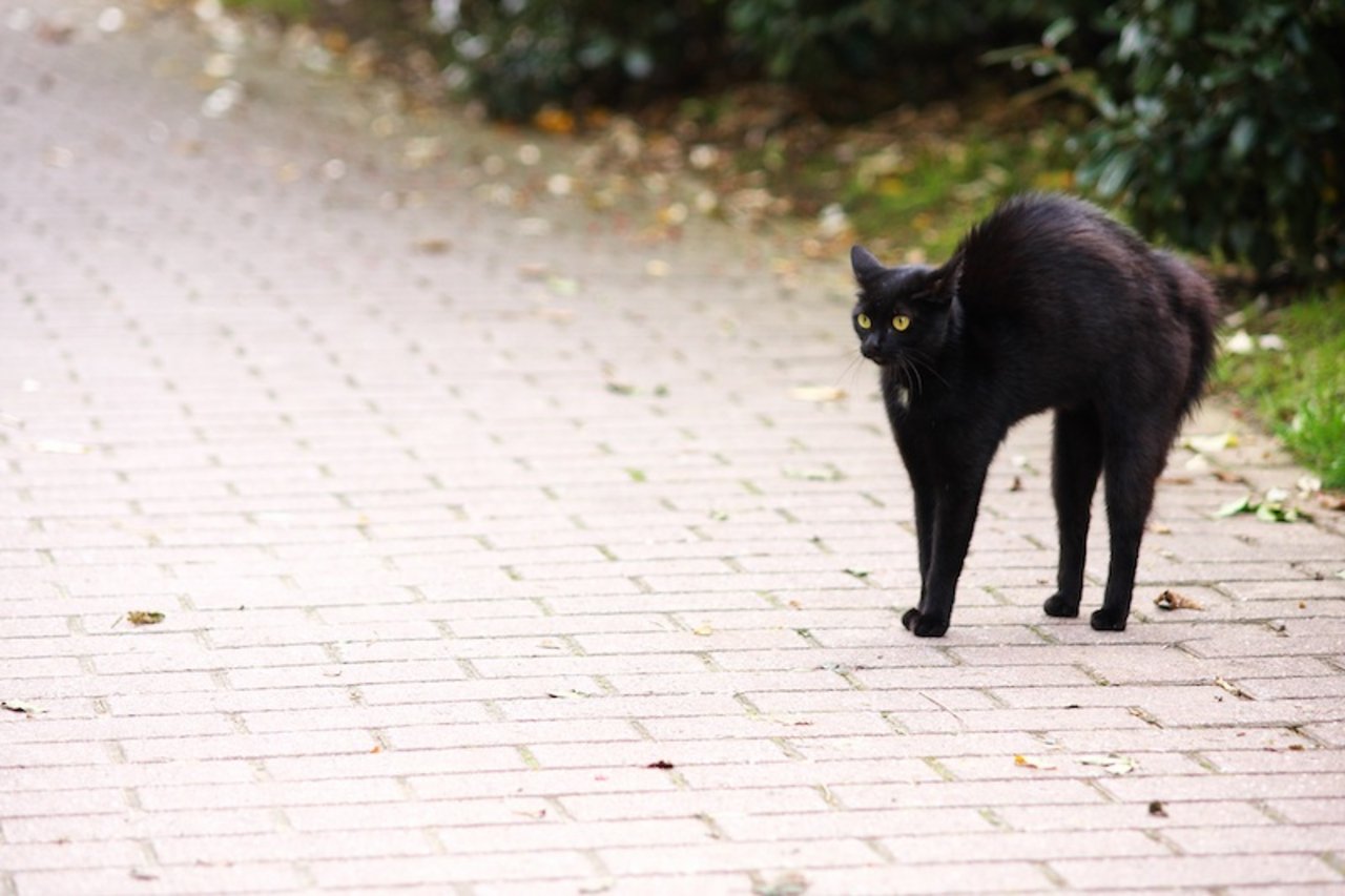 Aberglaube Laufweg Einer Schwarzen Katze Über Die Strasse