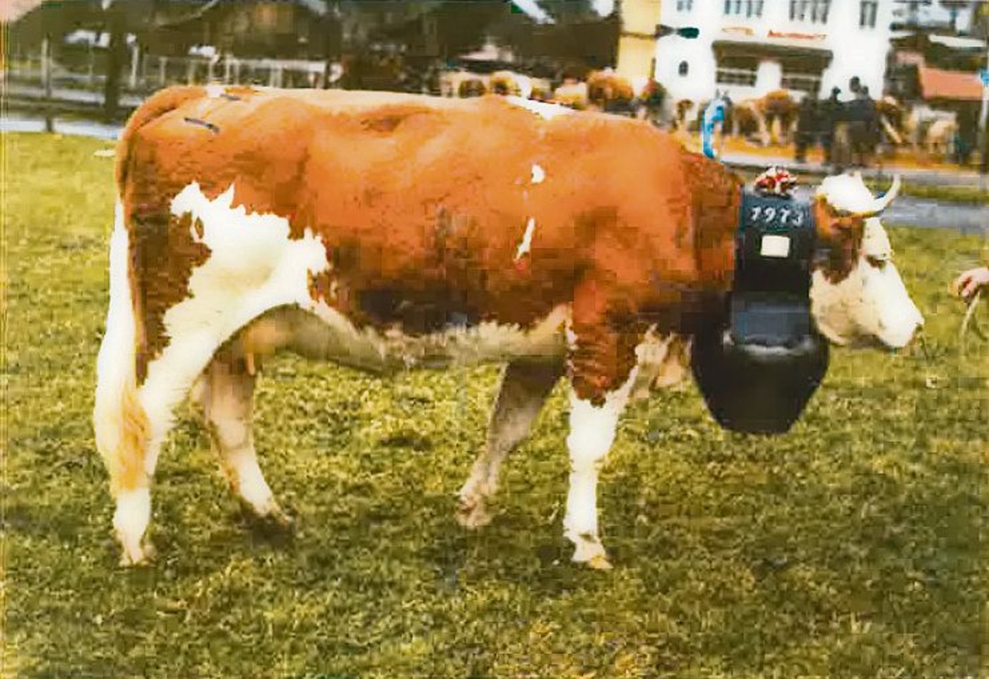 Moritz Omega, die an der Viehschau 1978 mit 99 Punkten beurteilt wurde, stammt aus dem Betrieb von Grünigen. (Bild von Grünigen)