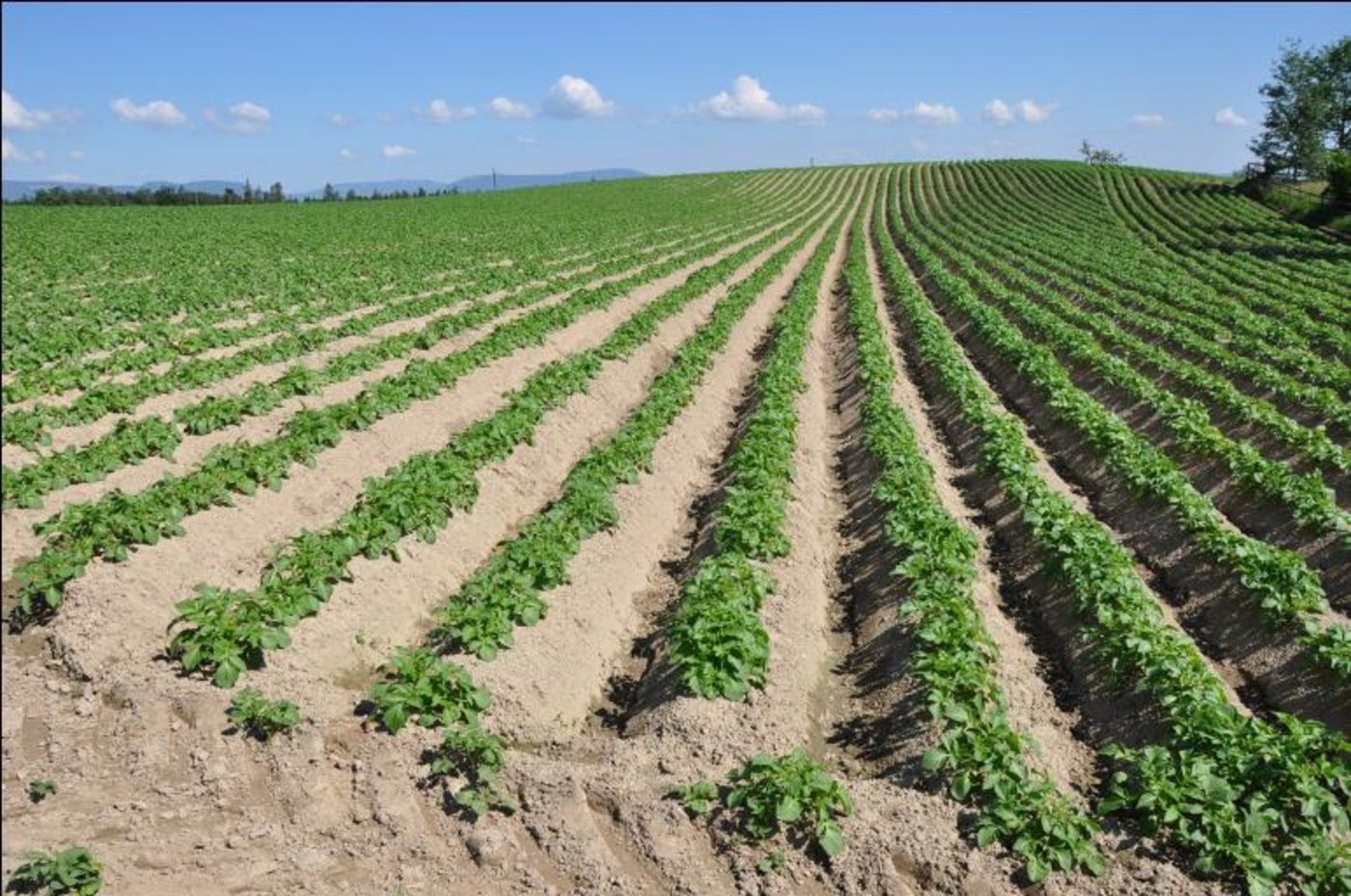 Ab diesem Herbst wird das Pflanzgut der Chips-Sorten aus Schweizer Produktion in den neuen Kaliber angeboten. (Bild Swisssem)