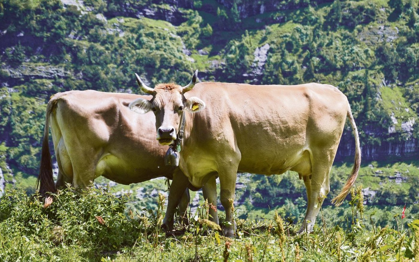 Beim Original Braunvieh liegt die durchschnittliche Zwischenkalbezeit bei 400 Tagen.(Bild BauZ)
