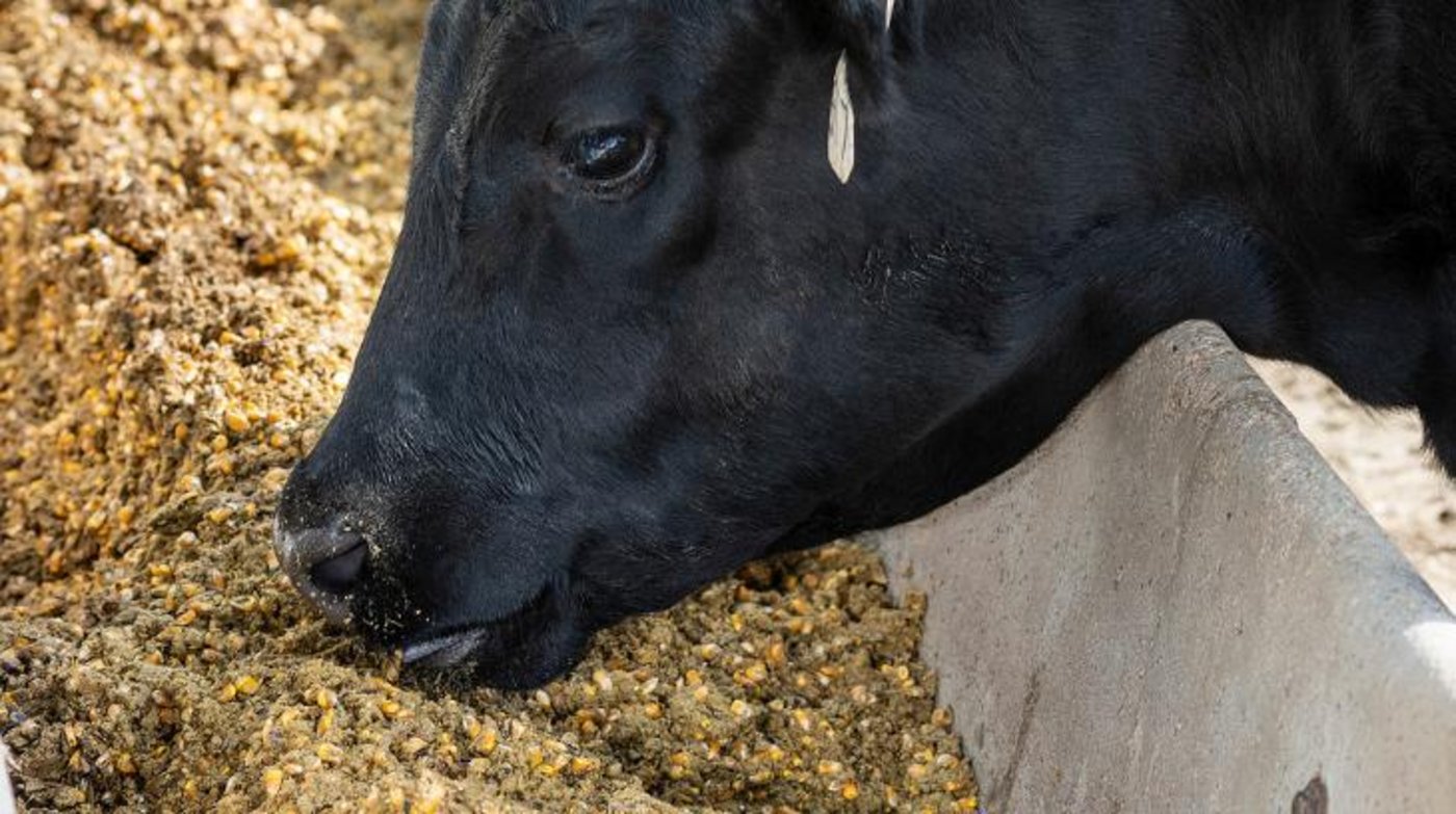 Wer Enogen-Mais anbauen will, muss sich an verschiedene von Syngenta definierte Regeln halten und z. B. die Nachbaren informieren. Der Mais ist patentrechtlich geschützt. (Bild Syngenta) 