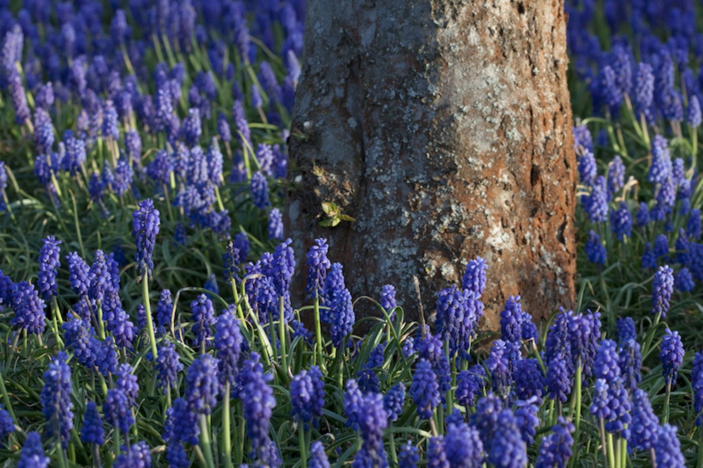 Wenn der Garten im Frühjahr erwacht, bieten Traubenhyazinthen (Muscari) eine frühe Nahrungsquelle für Insekten. (Bild GMH/M.Wild)