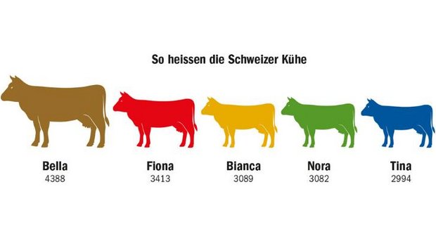 Bella ist in der Schweiz der beliebteste Name für weibliche Rinder. 4388 Kühe (Stichdatum: 31. März 2021) hören auf diesen Namen. Auf Rang 2 folgt Fiona. (Grafik dr/Quelle LID)