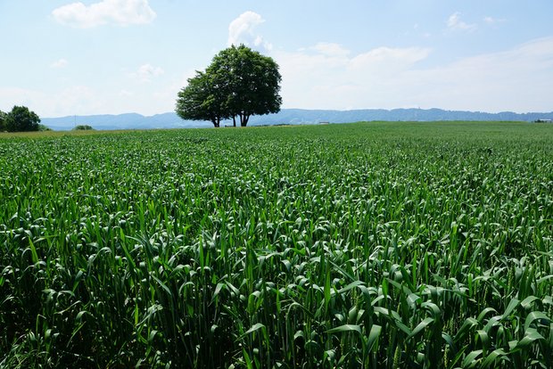 «Innovativi Puure» soll die Weiterentwicklung der Zürcher Landwirtschaftsbetriebe unterstützen. (Bild pd)