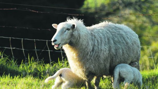 Der grösste Teil der Schafe hat bereits abgelammt. Auf der Farm sind nun 80 Schafe von vier verschiedenen Farmen. Um den Überblick und die Kontrolle über die Geburten zu wahren, ist manchmal ein Feldstecher praktisch. (Bild Beni Aeschbach)