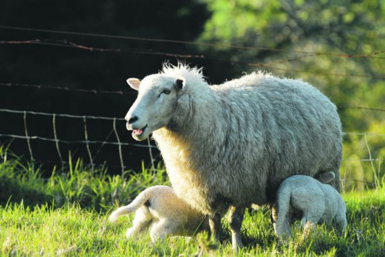 Der grösste Teil der Schafe hat bereits abgelammt. Auf der Farm sind nun 80 Schafe von vier verschiedenen Farmen. Um den Überblick und die Kontrolle über die Geburten zu wahren, ist manchmal ein Feldstecher praktisch. (Bild Beni Aeschbach)