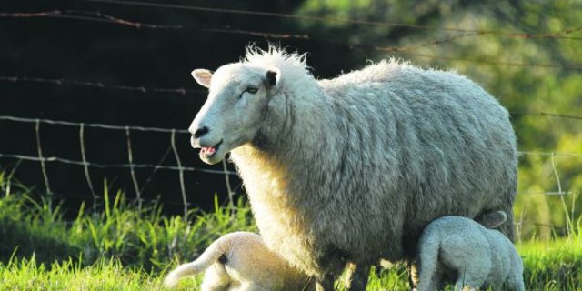 Der grösste Teil der Schafe hat bereits abgelammt. Auf der Farm sind nun 80 Schafe von vier verschiedenen Farmen. Um den Überblick und die Kontrolle über die Geburten zu wahren, ist manchmal ein Feldstecher praktisch. (Bild Beni Aeschbach)