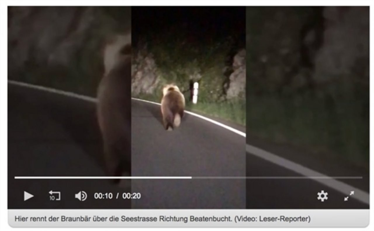 Ein «20 Minuten»-Leserreporter begegnete dem Bären Ende Mai auf einer Hauptstrasse am Thunersee. (Bild Screenshot 20min.ch) 