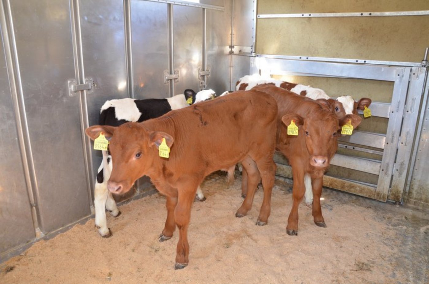 AA Tränker gelten ab dem 26. März Fr. 10.80 und A-Tränker  Fr. 4.70 je Kilo lebend ab Geburtsbetrieb. (Bild BauZ)