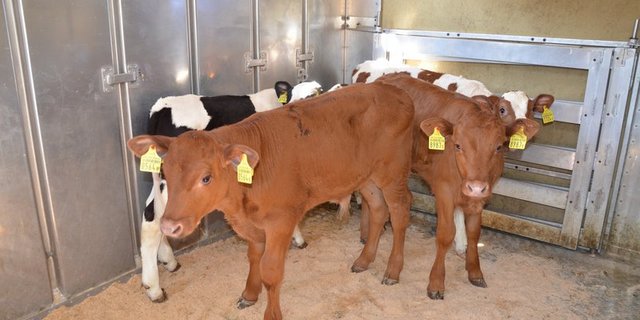 AA Tränker gelten ab dem 26. März Fr. 10.80 und A-Tränker  Fr. 4.70 je Kilo lebend ab Geburtsbetrieb. (Bild BauZ)