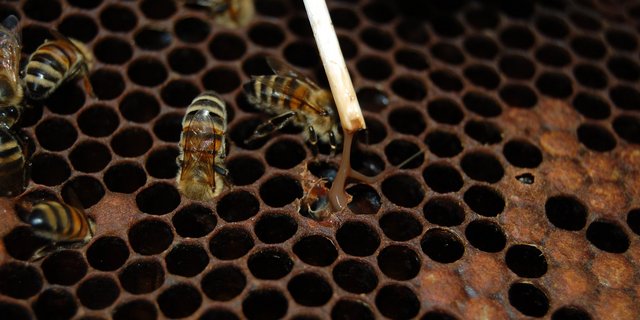 Probe auf Sauerbrut: Bei der Streichholzprobe wird das zündkopffreie Ende eines Streichholzes in eine verdächtig erscheinende und kurz vorher geöffnete Brutzelle bis auf den Zellengrund geschoben. Der schleimige Faden zeigt, dass die Probe positiv ist. (Bild Tenarus)