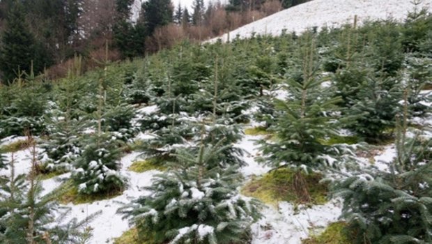 Eine Parzelle mit Schweizer Weihnachtsbäumen. Für deren Produktion gibt es keine Direktzahlungen. (Bild BauZ)
