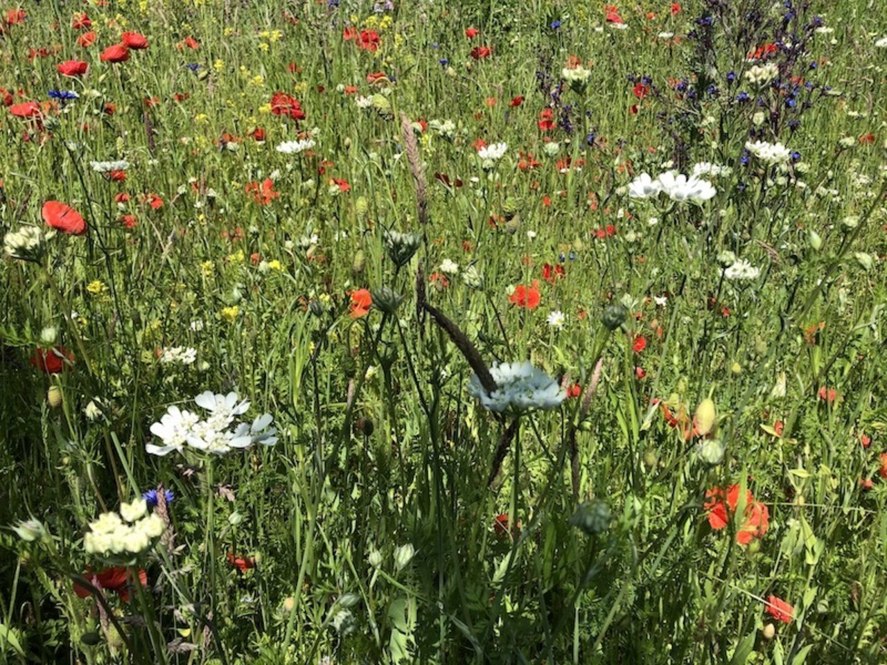 Bienen- und Insektenweide im Garten.