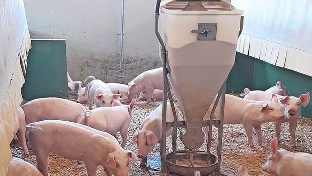 Häufig werden die Ferkel ab 9 kg mit Brei gefüttert, doch auch die Trockenfütterung hat Vorteile. 