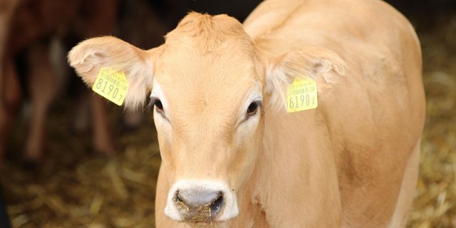 Der KGD wünscht sich, dass die neue Verordnung über die Unterstützung der Tiergesundheitsdienste die Rinderzucht angemessen berücksichtigt. (Bild zVg) 
