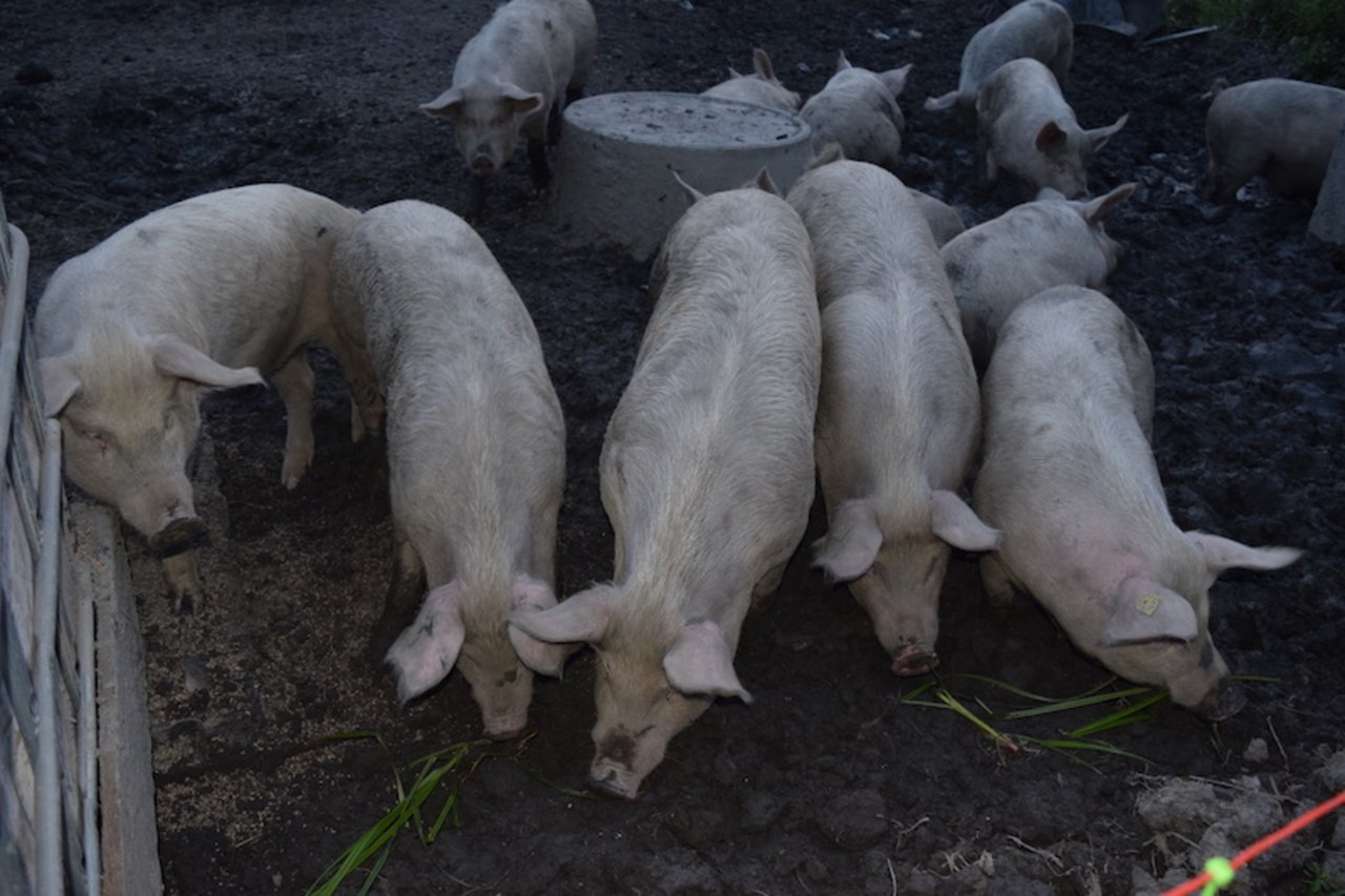 Die Freilandschweine von Georg Frick sollen bei der Bekämpfung des Erdmandelgrases mithelfen. Auf der Suche nach den Mandeln pflügen sie den Boden um.