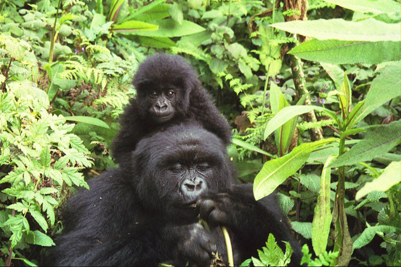 Eine Gorilla Mutter mit ihrem Baby im Volcans National Park. (Bild Wikipedia)
