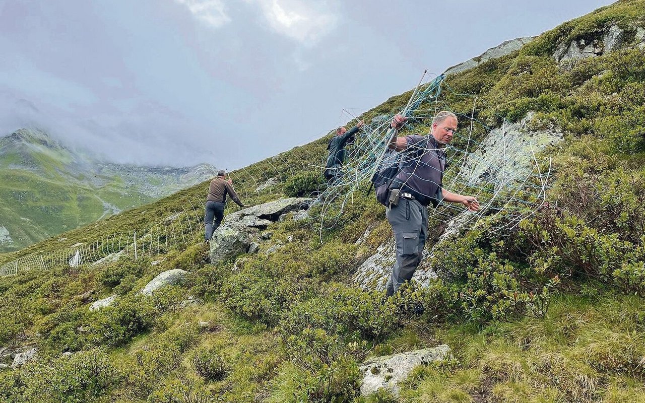 Nach einem Rissvorfall helfen die Wildhüter dem Alpmeister, den Zaun des Nachtpferchs zu verstellen.