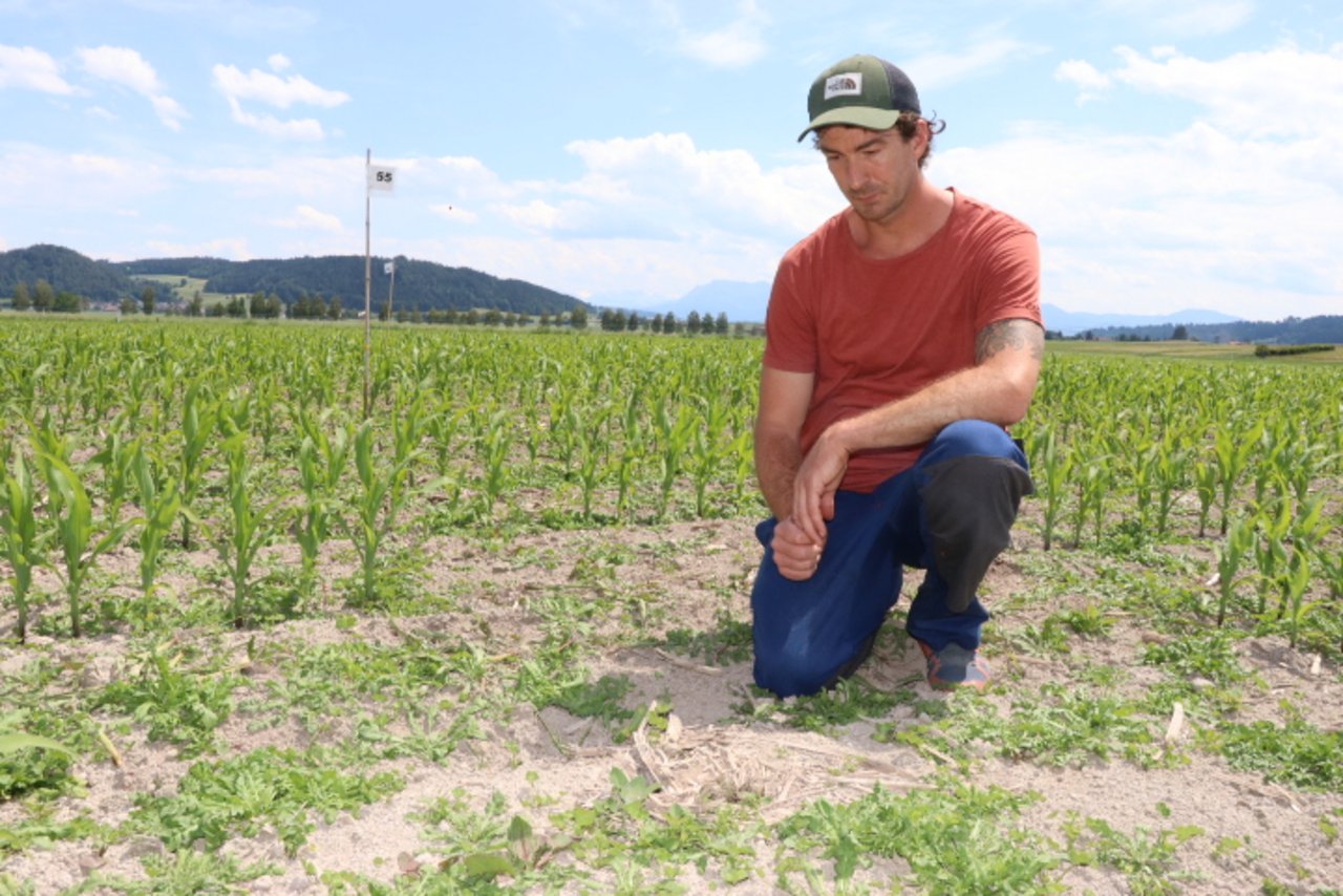 Das Kiebitz-Gelege mit stolzen vier Eiern ist erst auf den zweiten Blick zu sehen, aber Urs Kaufmann kennt die Standorte. (Bilder rae)