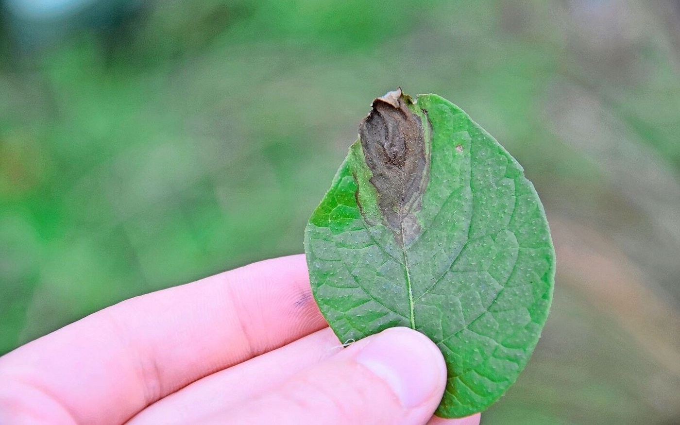 Innovative Pflanzenzucht soll beispielsweise Sorten bringen, die gegen die Kraut- und Knollenfäule resistent sind.