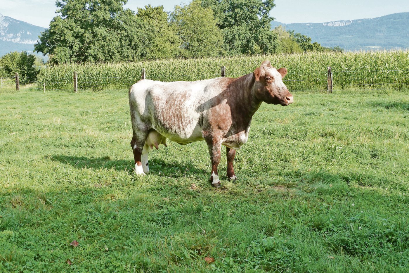 Typisch für Shorthorn ist neben dem vorstehenden Brustbein die auffällige Schimmelfarbe. Es gibt auch Tiere mit weissem oder rotem Fell.