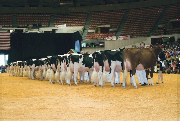 Hier begann die Karriere von Apple: Als sie 2006 an der World Dairy Expo in Madison (USA) als erste rote Kuh einen Klassensieg an der Holsteinschau holte. .(Bild zVg)