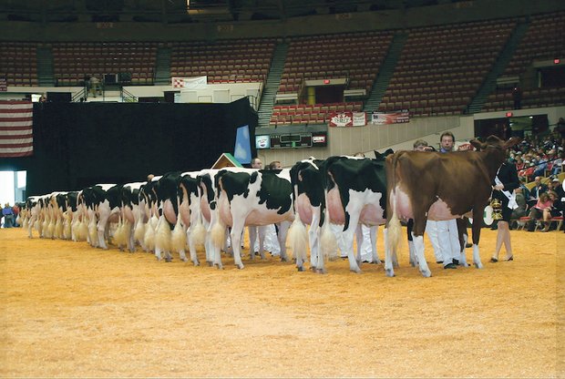 Legenden der Viehzucht: Apple – die Ikone der RH-Zucht Hier begann die Karriere von Apple: Als sie 2006 an der World Dairy Expo in Madison (USA) als erste rote Kuh einen Klassensieg an der Holsteinschau holte. .(Bild zVg)