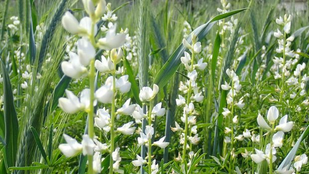 Die Schmalblättrige Lupine wird aktuell in der Schweiz am häufigsten angebaut (Bild). Doch legen Versuche nahe, dass die Weisse Lupine in Zukunft wohl bei uns die grössere Rolle spielen wird, da sie zu den meisten Schweizer Böden besser passt. (Bild C. Arncken, FiBL)