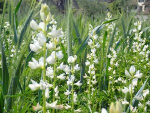 Die Schmalblättrige Lupine wird aktuell in der Schweiz am häufigsten angebaut (Bild). Doch legen Versuche nahe, dass die Weisse Lupine in Zukunft wohl bei uns die grössere Rolle spielen wird, da sie zu den meisten Schweizer Böden besser passt. (Bild C. Arncken, FiBL)