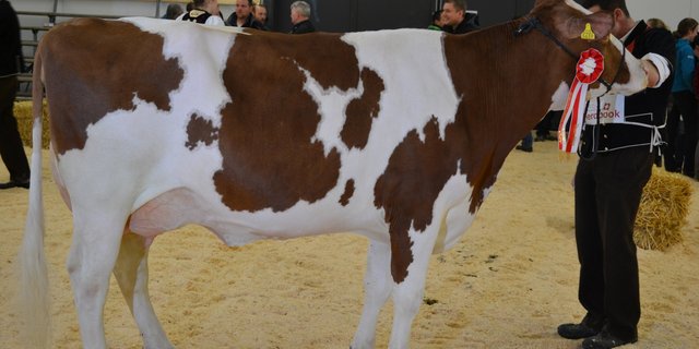 Loyd Jana von Hans und Res Staub aus Eriswil BE wurde zur Swiss Fleckviehkuh des Jahres gewählt.