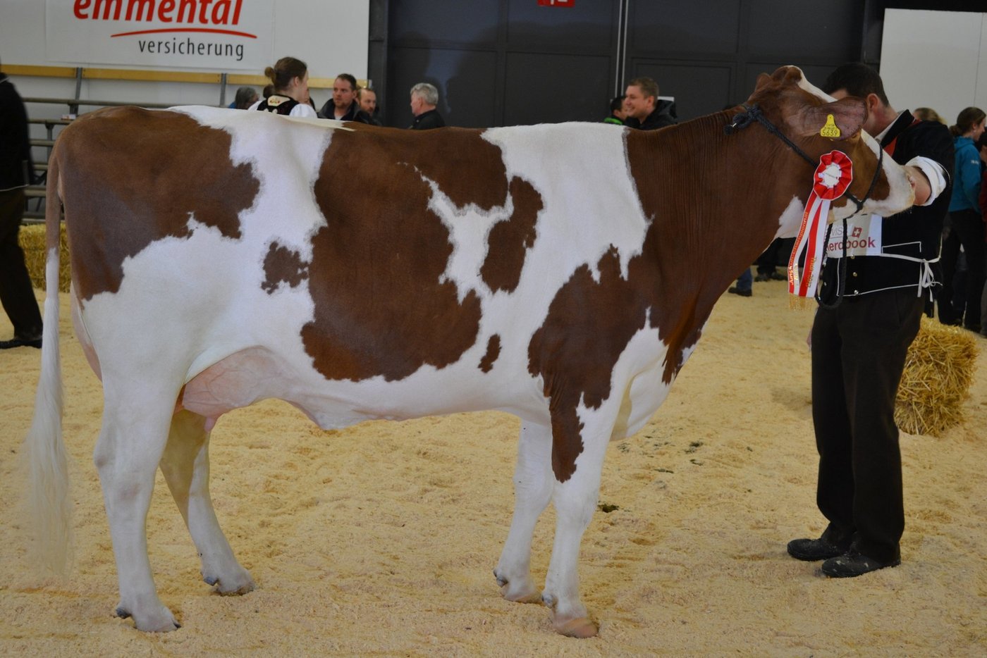 Loyd Jana von Hans und Res Staub aus Eriswil BE wurde zur Swiss Fleckviehkuh des Jahres gewählt.