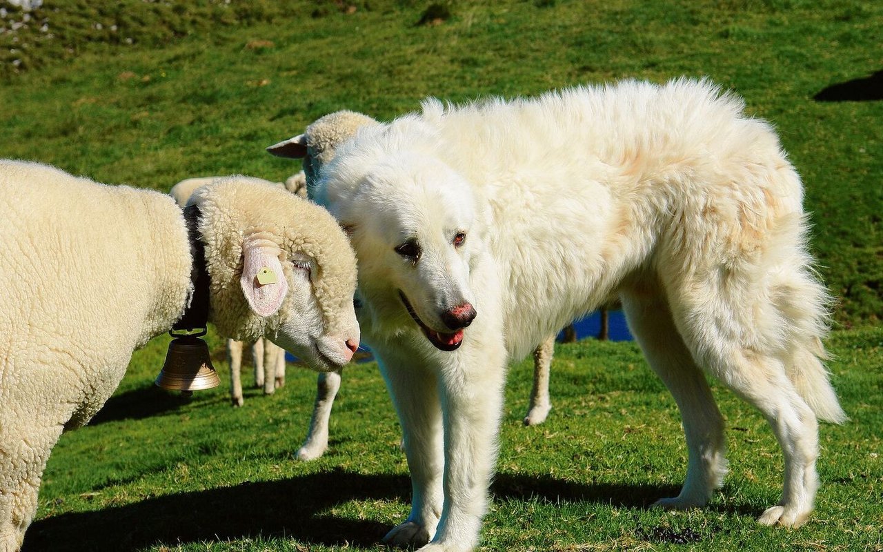 Hütehunde sind im Aargau neu von der Hundesteuer befreit. 